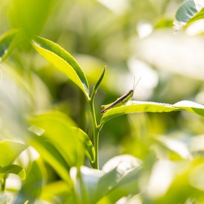 宜蘭冬山 吳老闆的有機茶園.jpg